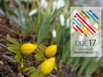 Nærbillede af tre gule erantis. Til højre er indsat logoet for Uge17.